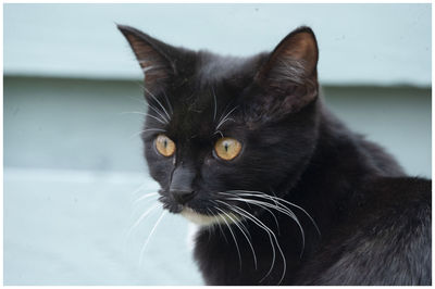 Close-up portrait of black cat