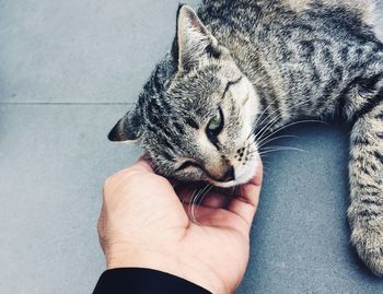 Person hand holding cat