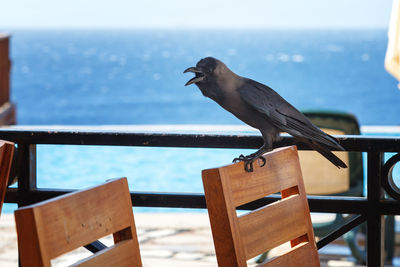 Bird perching on railing against sea