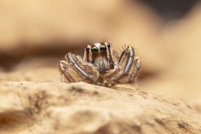 Close-up of spider