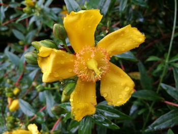 Close-up of yellow flower