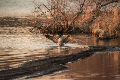 Bird in a lake