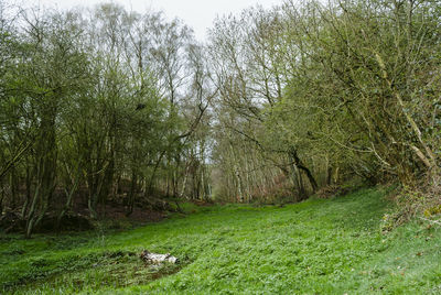 Trees growing in forest