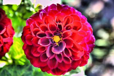 Close-up of flowers blooming outdoors