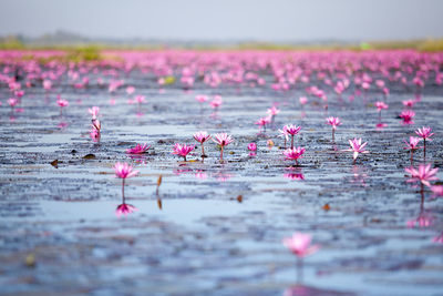 Pink lotus water lily in lake