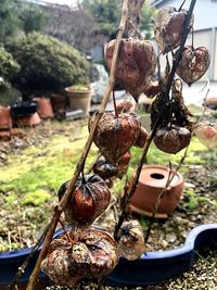 Close-up of fruits hanging on tree