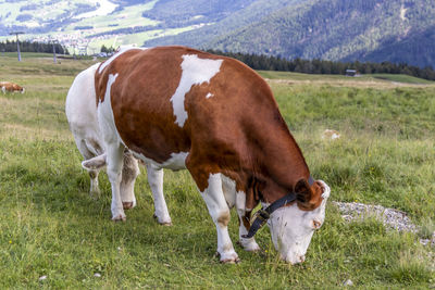 Cow grazing in a field