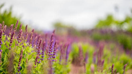 Close-up of purple flower growing on field