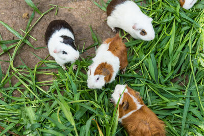 High angle view of rabbits on grass