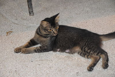 High angle view of cat lying on floor