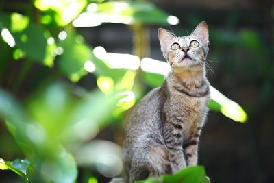 Cat sitting on tree