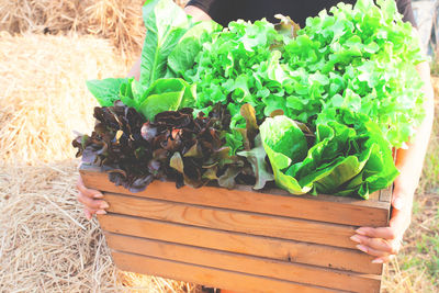 Close-up of hand holding leaves