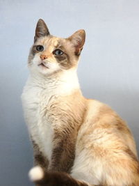 Close-up of cat looking away while sitting at home