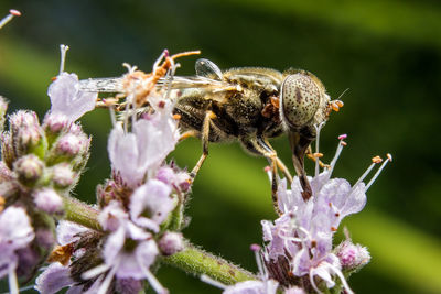 Close-up of bee on flower