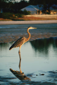 Gray heron in lake