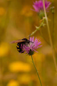 Close-up of insect on purple flower
