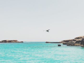 Bird flying over calm blue sea