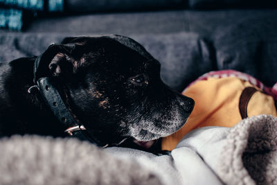 Close-up of dog relaxing on bed at home