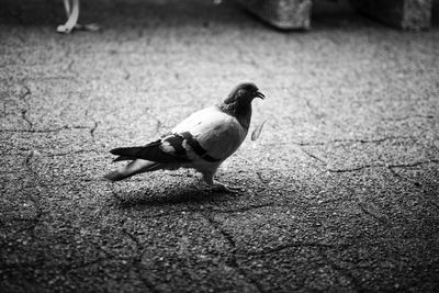 Bird perching on footpath