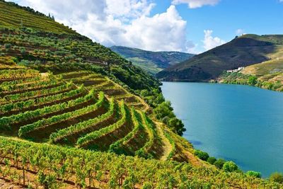 Scenic view of agricultural landscape against sky