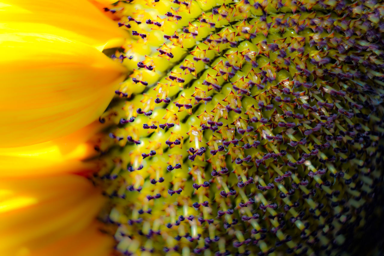 FULL FRAME SHOT OF YELLOW FLOWER