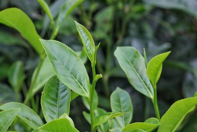 Close-up of green leaves on plant