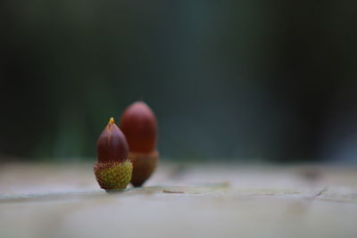 Close-up acorns