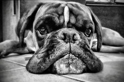 Close-up portrait of dog sleeping at home