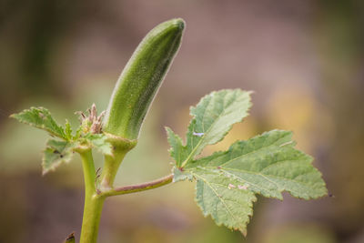 Close-up of okra plant