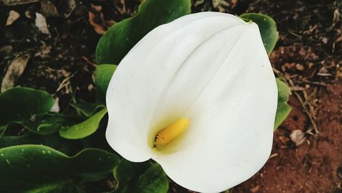 Close-up of white flower blooming outdoors