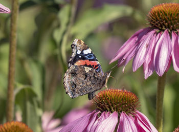 Close-up of butterfly pollinating on flower