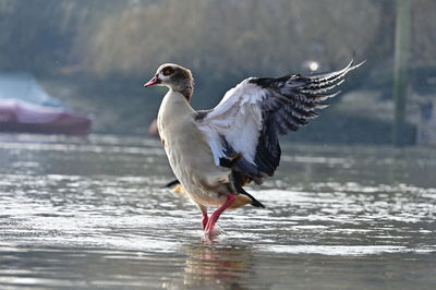 Close-up of duck