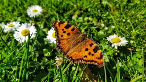 Butterfly pollinating on flower