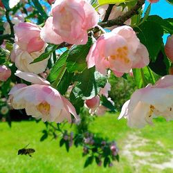 Close-up of pink flower