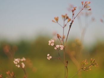 Close-up of flowering plants on field