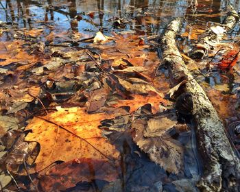 Leaves in autumn