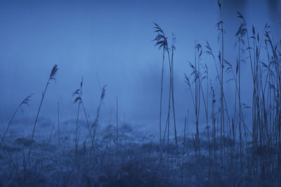 Close-up of stalks in field against sky