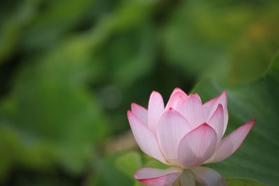 Close-up of pink lotus water lily in pond