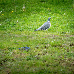 Bird perching on a field