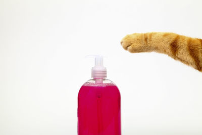 Close-up of a cat over white background