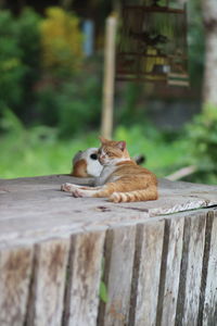 Cat sitting on wooden fence