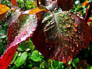 Close-up of wet plant leaves during rainy season