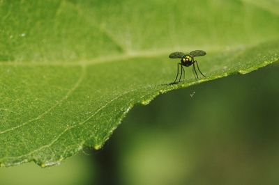 Close-up of insect on leaf