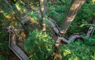 High angle view of trees in forest