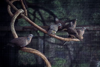 Birds perching on a tree