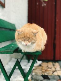 Ginger cat relaxing on park bench