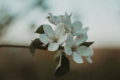 Close-up of white flowering apple branch