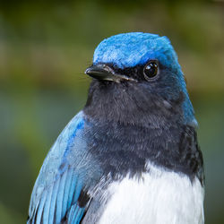 Close-up of a bird