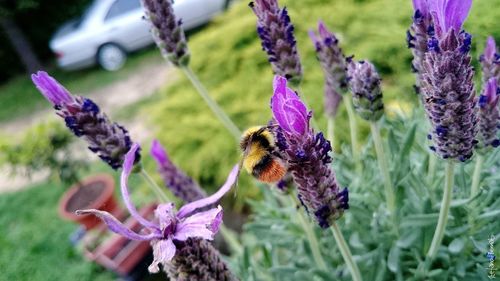 Close-up of bee on purple crocus flowers