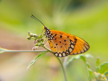 Close-up of butterfly pollinating flower